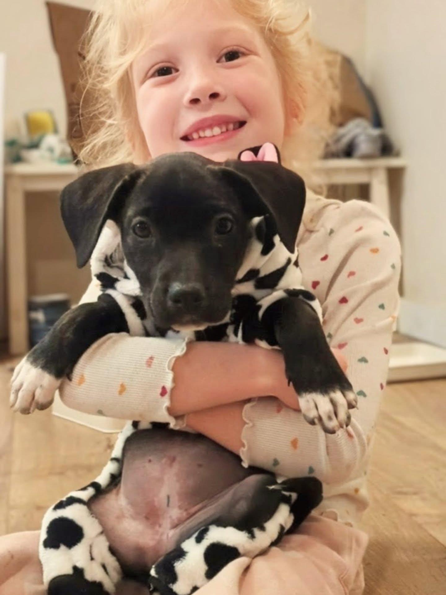 Nebula, ADOPTABLE, Puppy Female Chiweenie.