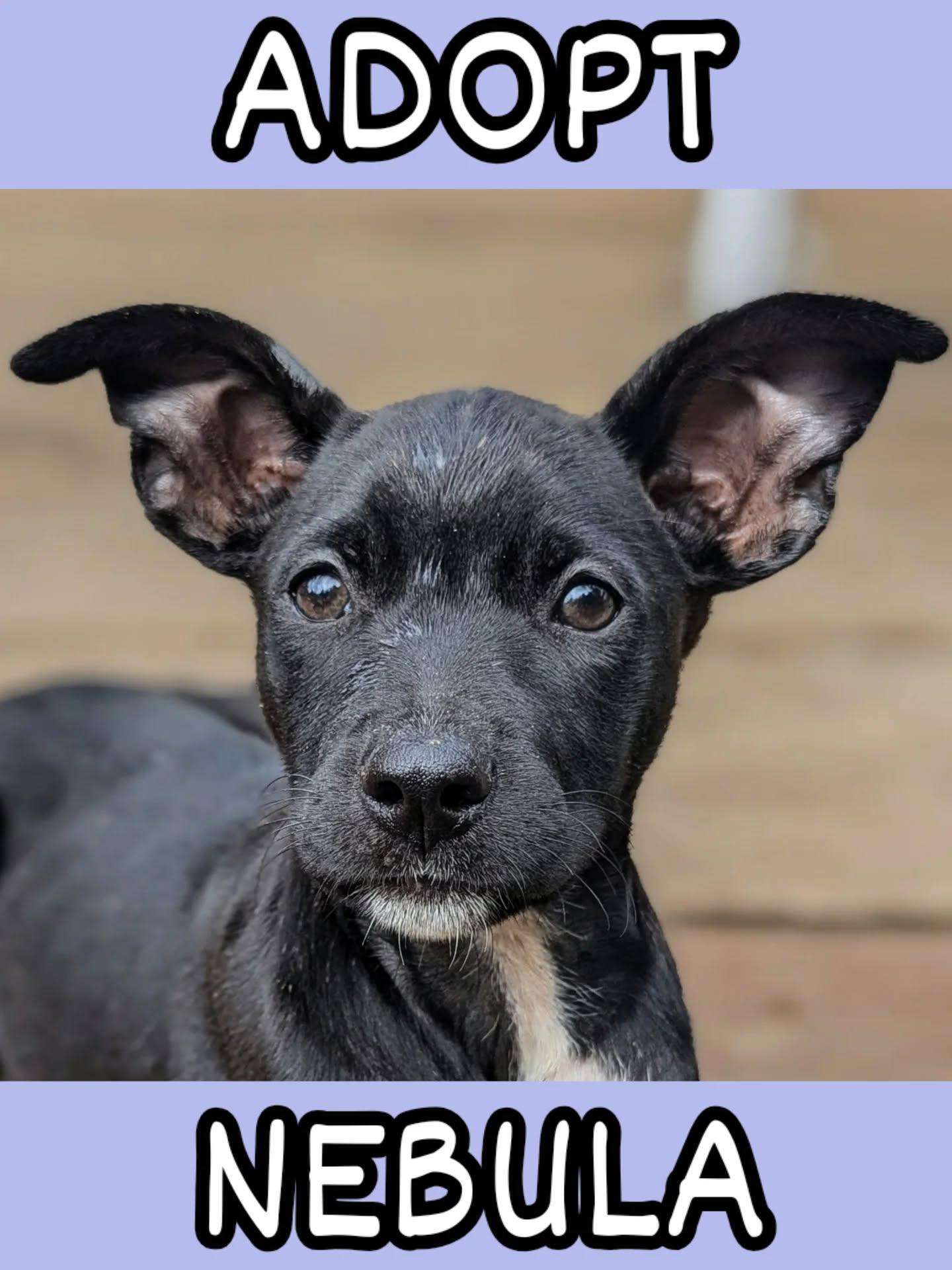 Enlarge Nebula, a ADOPTABLE mixed breed in Portland, OR image 3/4