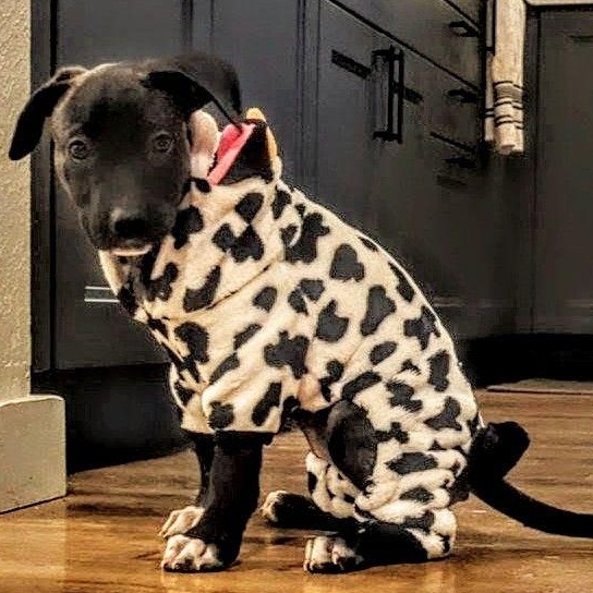 Enlarge Nebula, a ADOPTABLE mixed breed in Portland, OR image 4/4