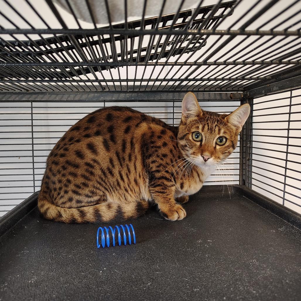 Luna, Adoptable, Young Female Domestic Short Hair.