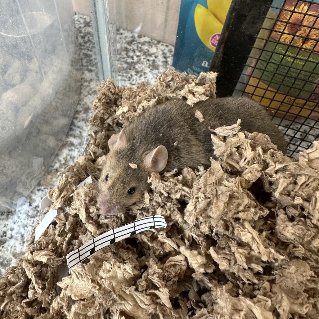 Chickpea, Adoptable, Young Male Mouse.