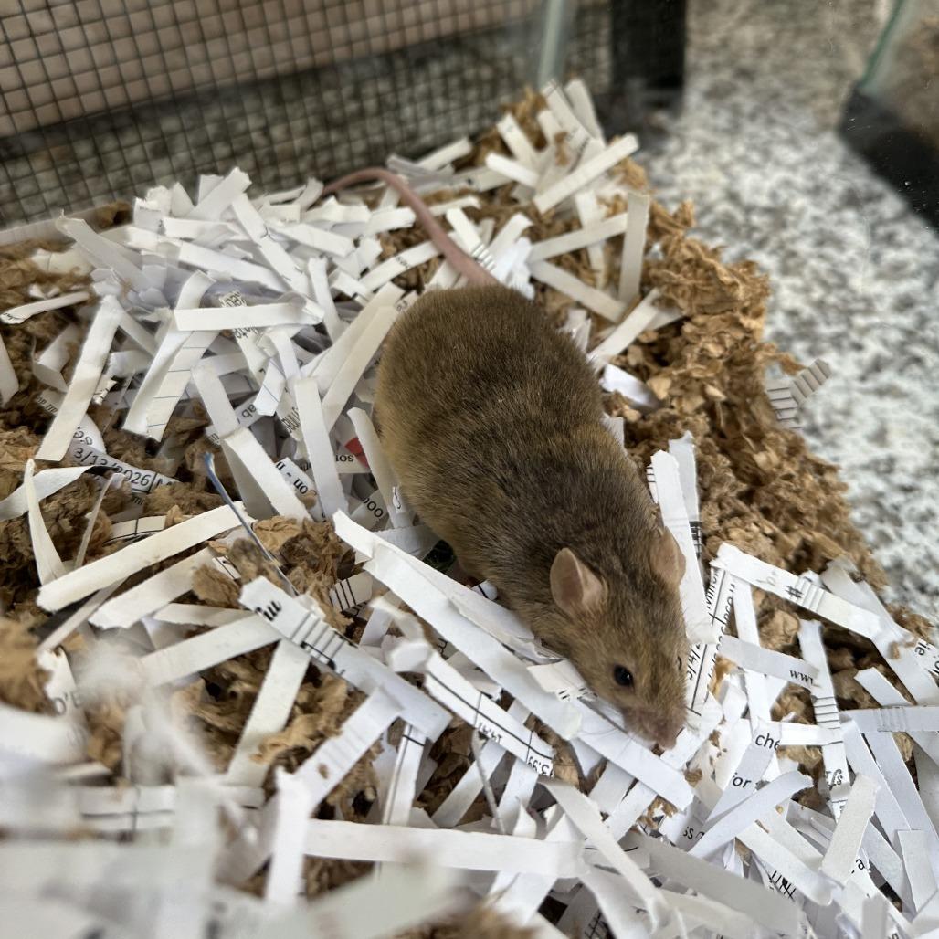 Enlarge Chickpea, a Adoptable Mouse in Bedford, NH image 2/2