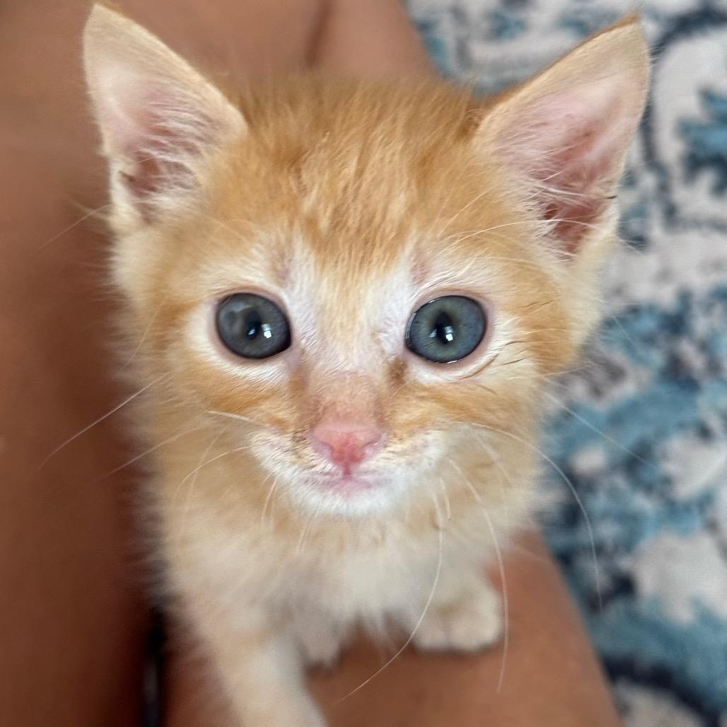 Enlarge A26-118 Jack, a Adoptable Domestic Short Hair in SANTA ROSA BEACH, FL image 1/6