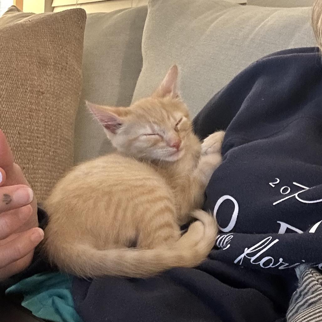 Enlarge A26-118 Jack, a Adoptable Domestic Short Hair in SANTA ROSA BEACH, FL image 3/6