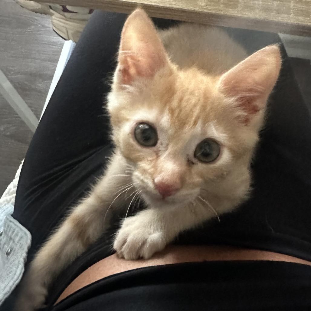 Enlarge A26-118 Jack, a Adoptable Domestic Short Hair in SANTA ROSA BEACH, FL image 4/6