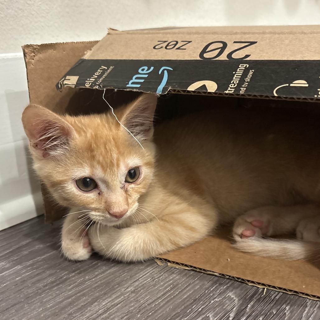 Enlarge A26-118 Jack, a Adoptable Domestic Short Hair in SANTA ROSA BEACH, FL image 5/6