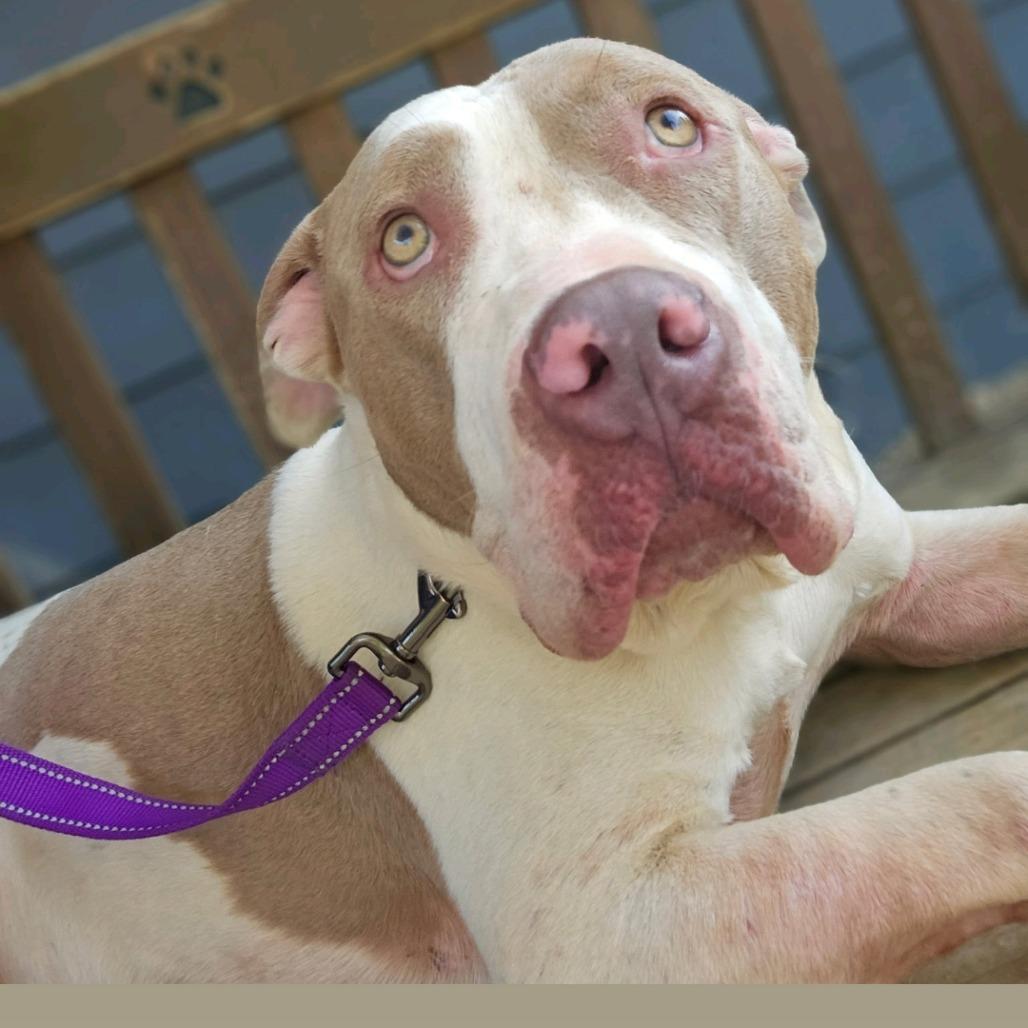 Gino, Adoptable, Adult Male Pit Bull Terrier & Mixed Breed.