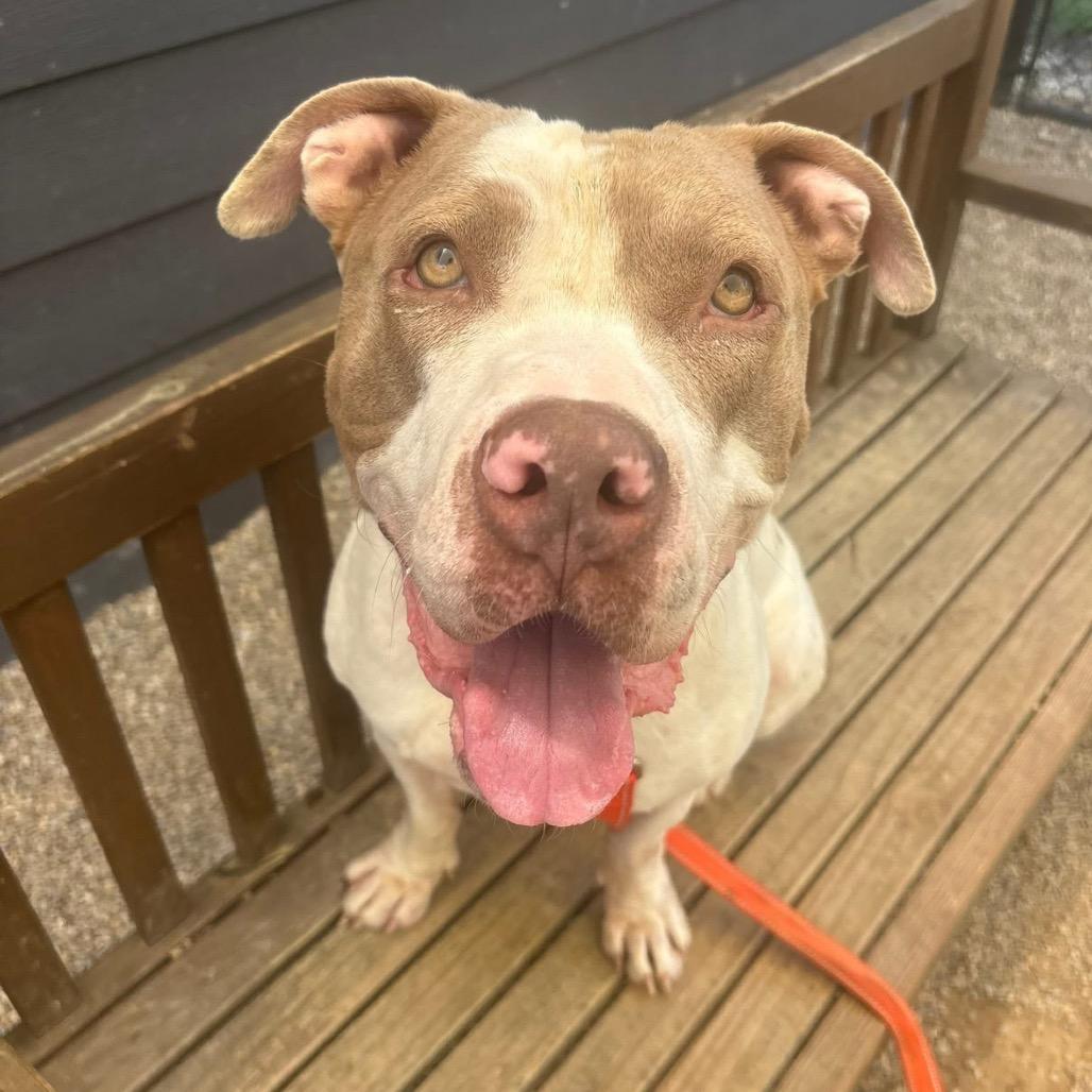 Gino, Adoptable, Adult Male Pit Bull Terrier & Mixed Breed.