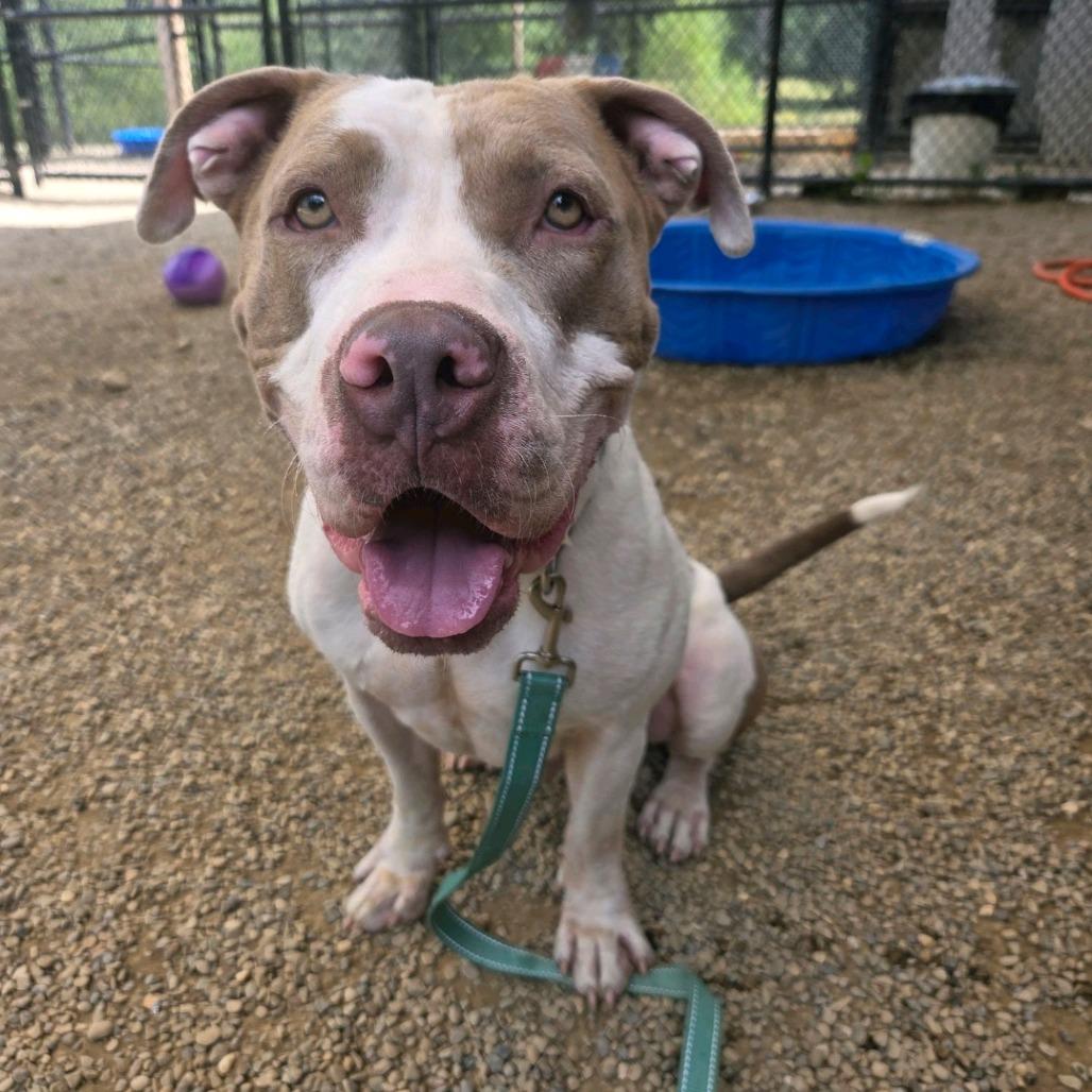 Gino, a Adoptable mixed breed in Columbia Station, OH image 2/5