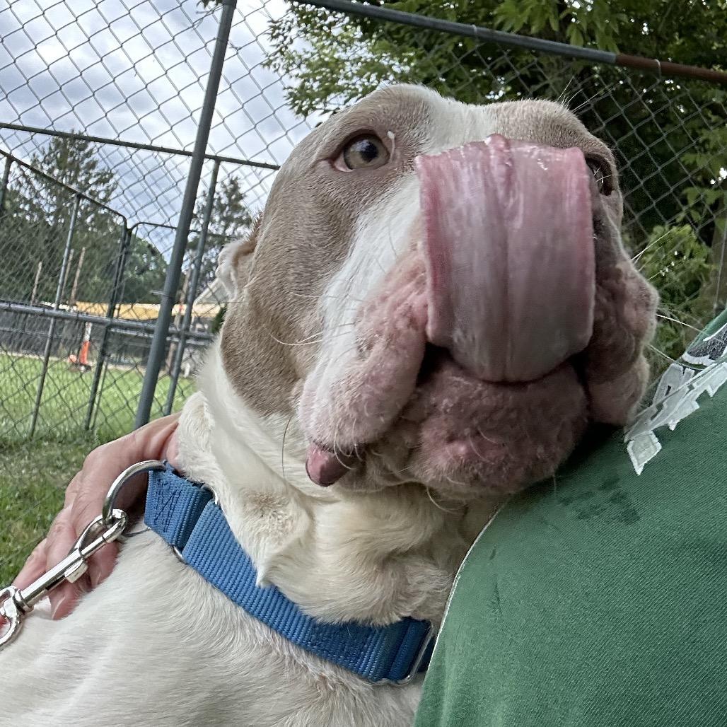 Gino, a Adoptable mixed breed in Columbia Station, OH image 4/6