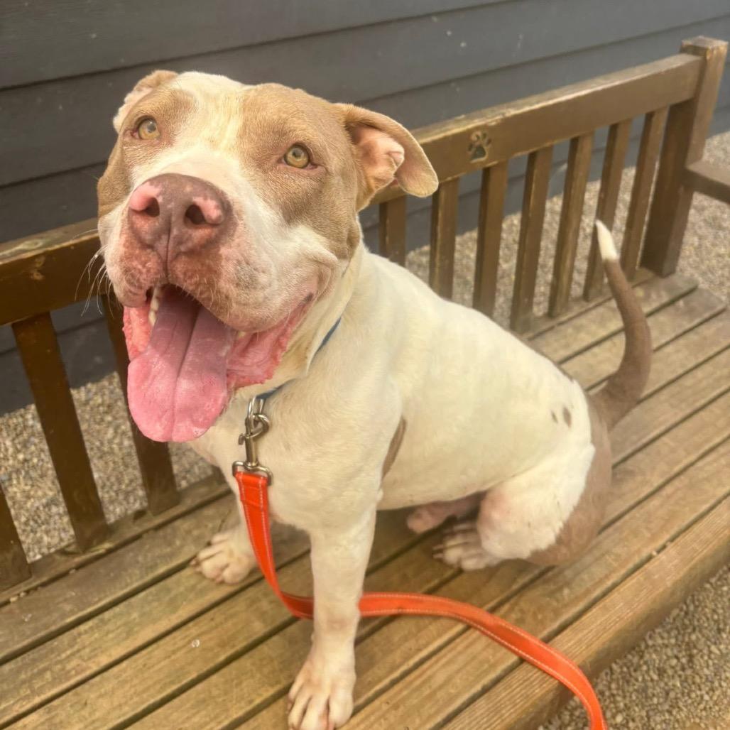 Enlarge Gino, a Adoptable mixed breed in Columbia Station, OH image 3/6