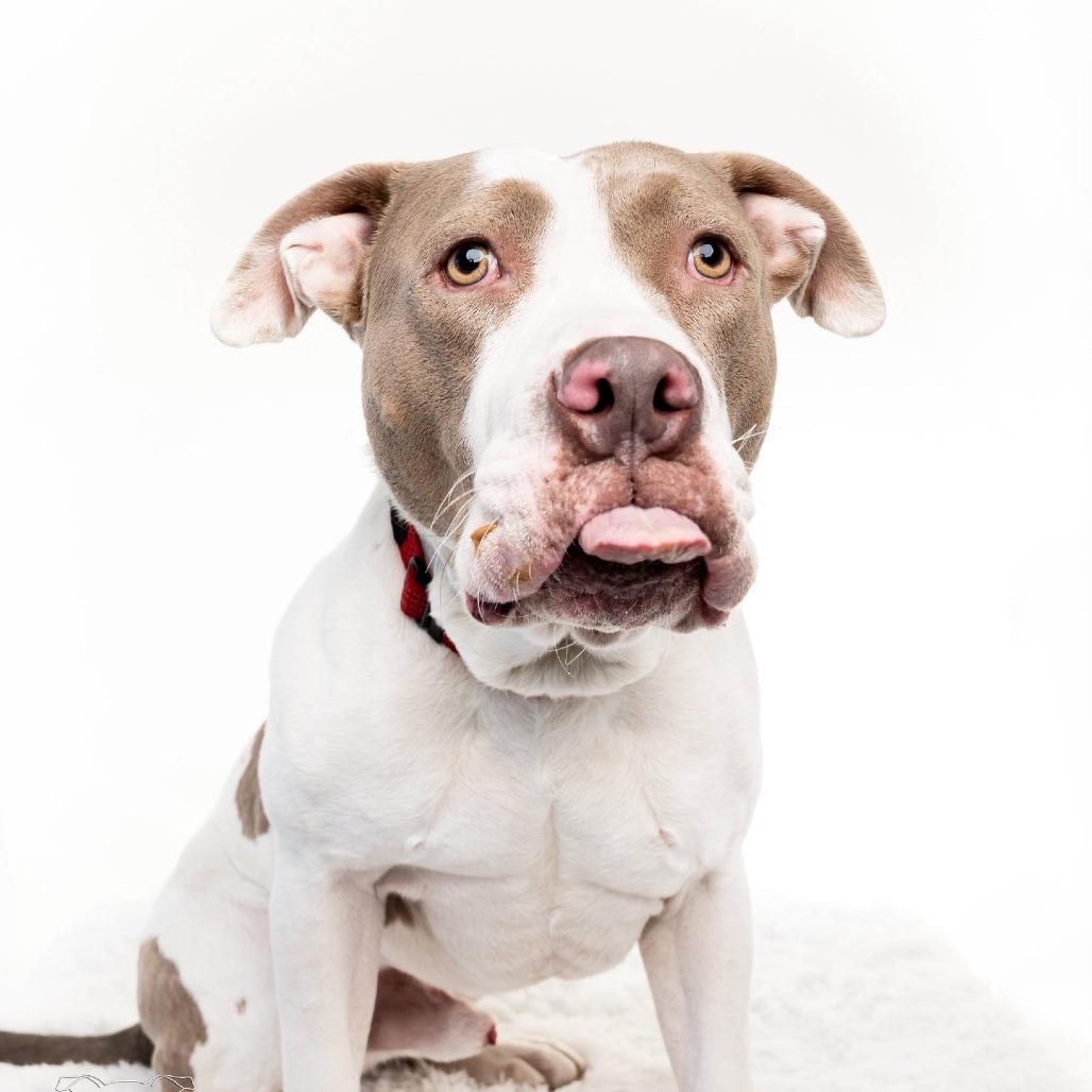 Enlarge Gino, a Adoptable mixed breed in Columbia Station, OH image 4/6