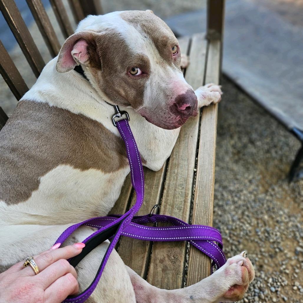 Gino, a Adoptable mixed breed in Columbia Station, OH image 5/6