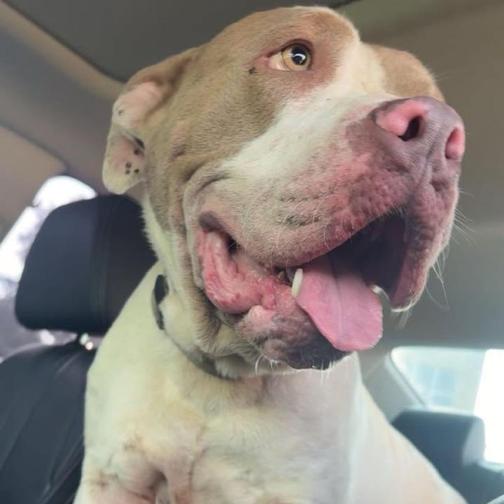 Gino, a Adoptable mixed breed in Columbia Station, OH image 6/6