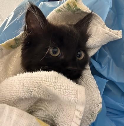 Skip, Adoptable, Young Female Domestic Medium Hair & Domestic Short Hair.