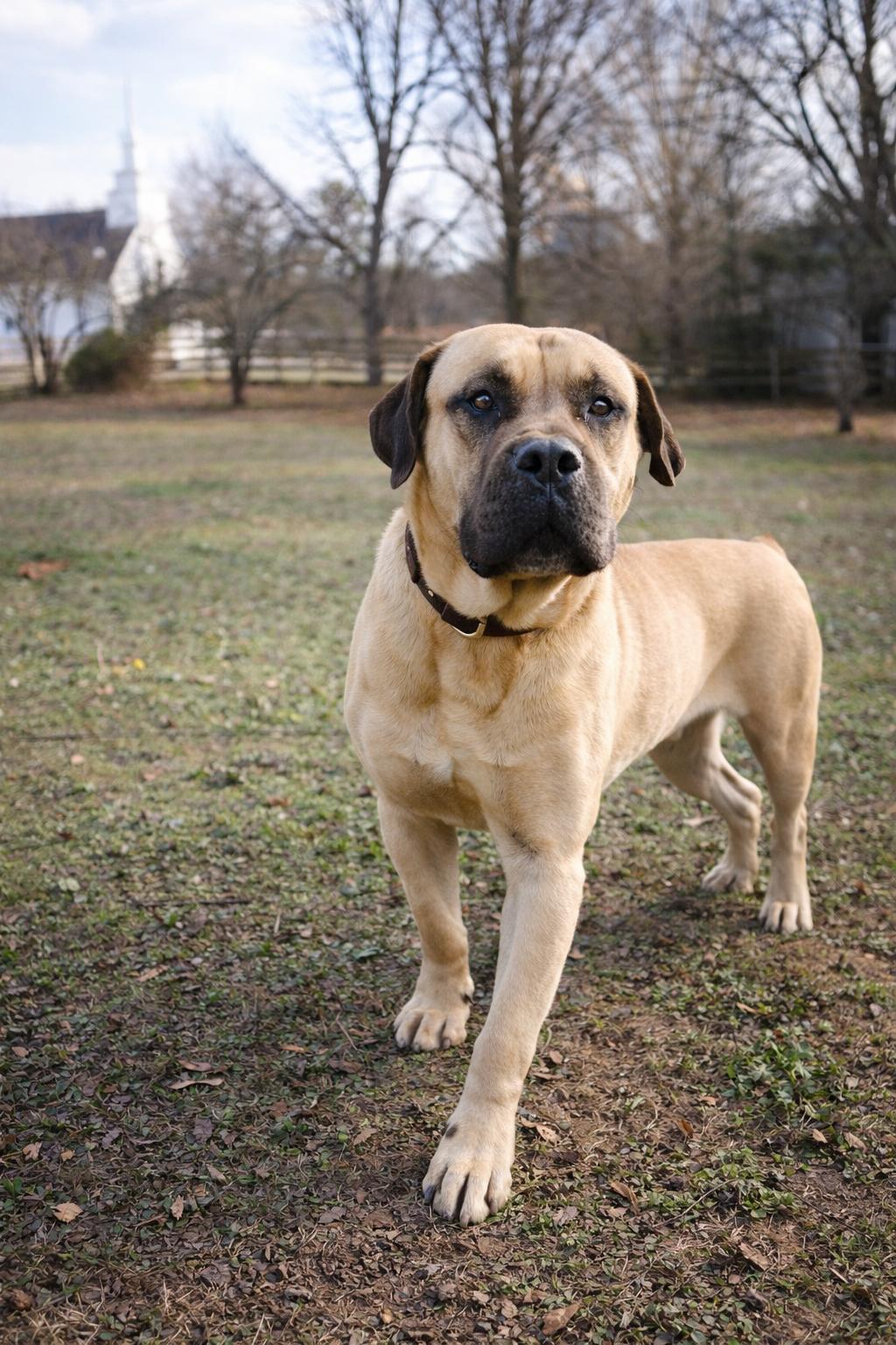 Enlarge Jasper, a ADOPTABLE mixed breed in Norwood, GA image 2/5