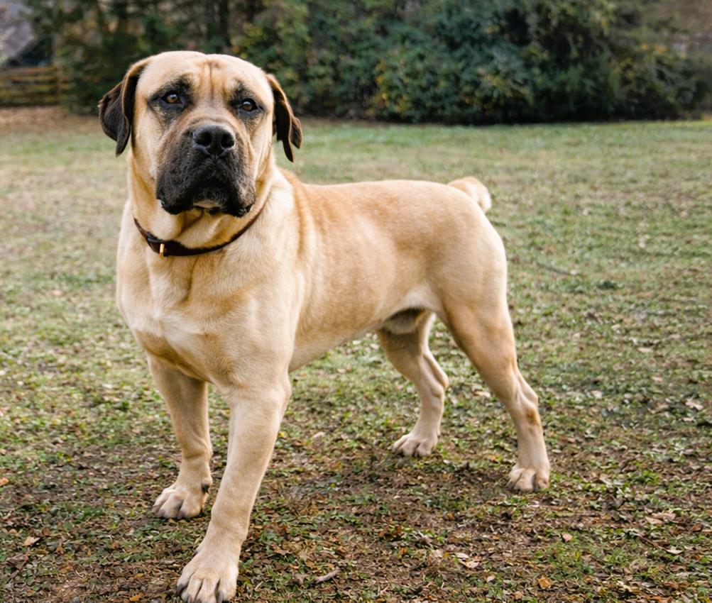 Enlarge Jasper, a ADOPTABLE mixed breed in Norwood, GA image 4/5