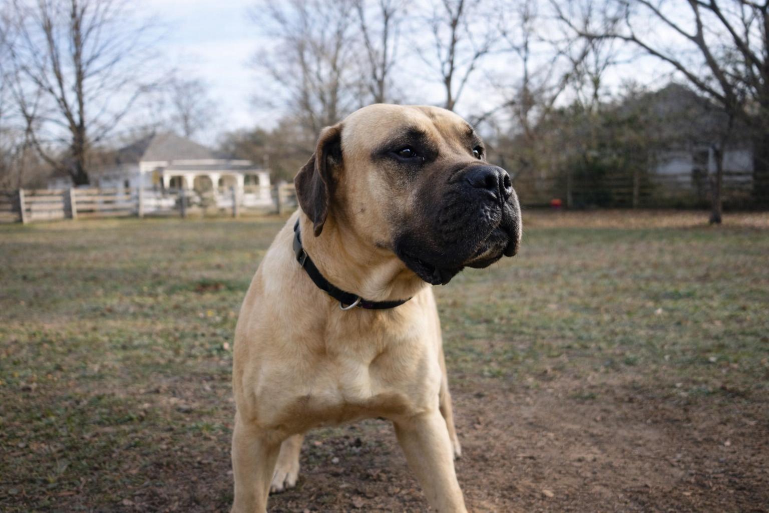 Enlarge Jasper, a ADOPTABLE mixed breed in Norwood, GA image 3/5