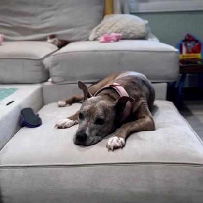 Zena, Adoptable, Adult Female Terrier & Mixed Breed.