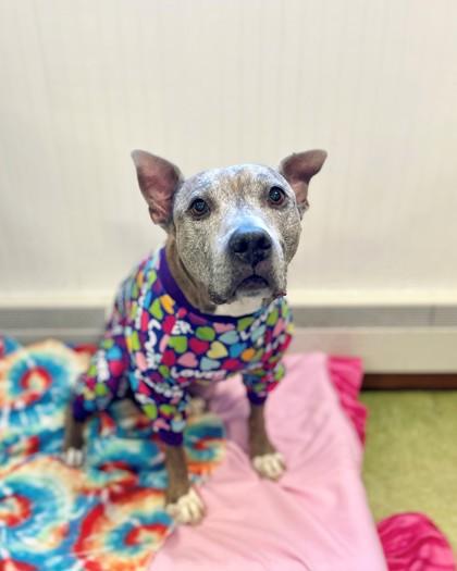 Zena, a Adoptable mixed breed in Wantagh, NY image 2/3