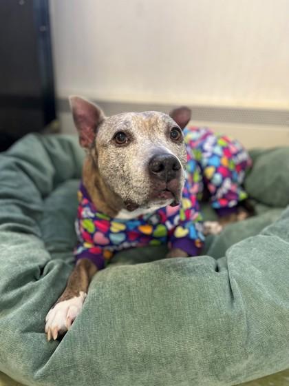 Zena, a Adoptable mixed breed in Wantagh, NY image 3/3