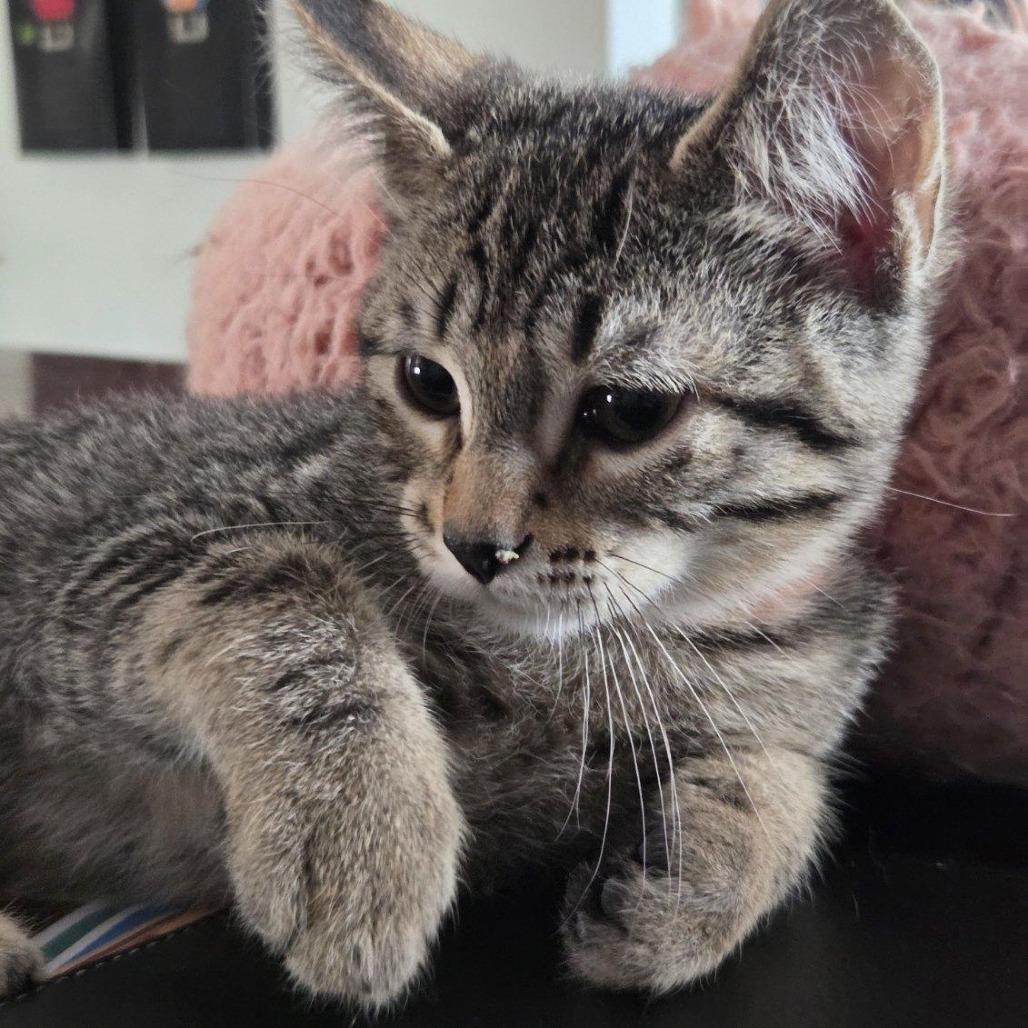 Humphrey Bogart, a Adoptable Domestic Short Hair in Skokie, IL image 3/6