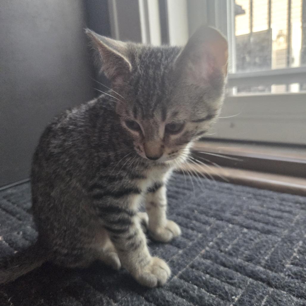 Humphrey Bogart, a Adoptable Domestic Short Hair in Skokie, IL image 4/6