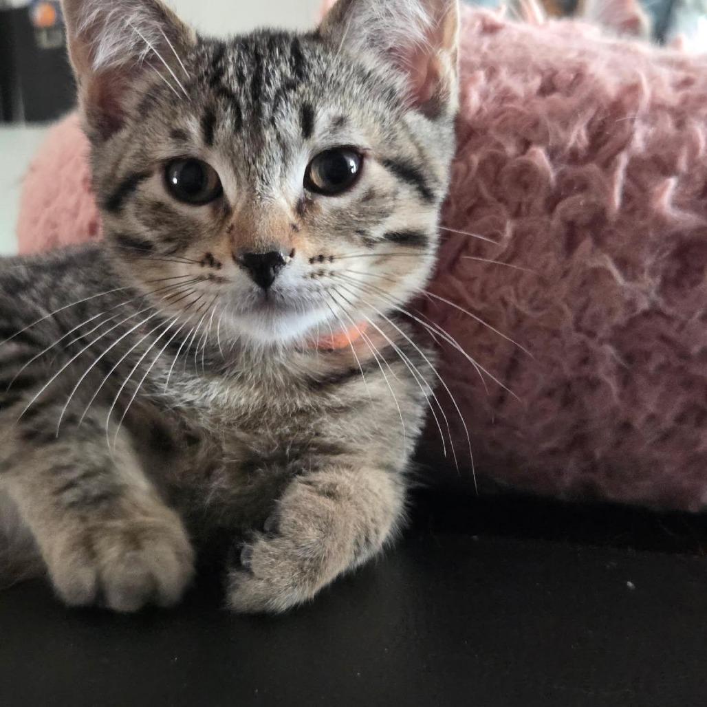 Enlarge Humphrey Bogart, a Adoptable Domestic Short Hair in Skokie, IL image 3/6