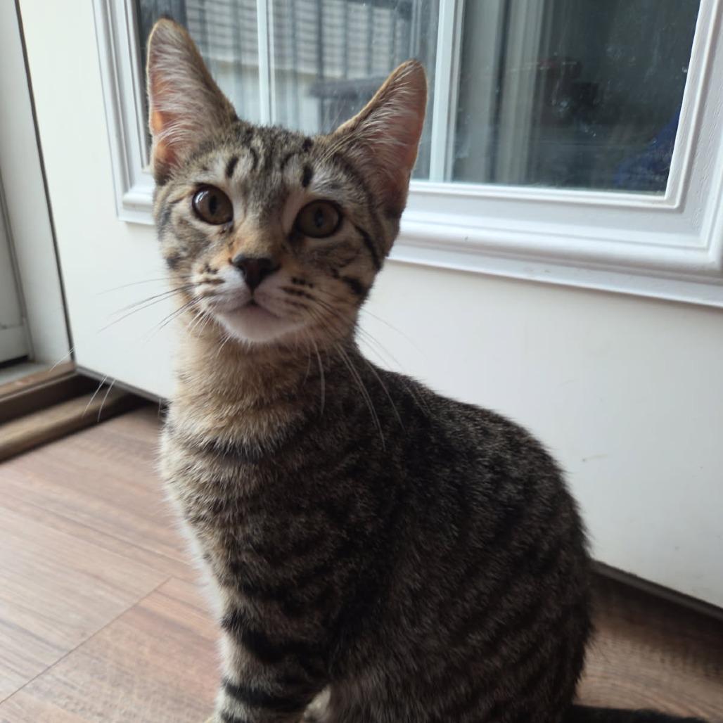 Enlarge Humphrey Bogart, a Adoptable Domestic Short Hair in Skokie, IL image 5/6