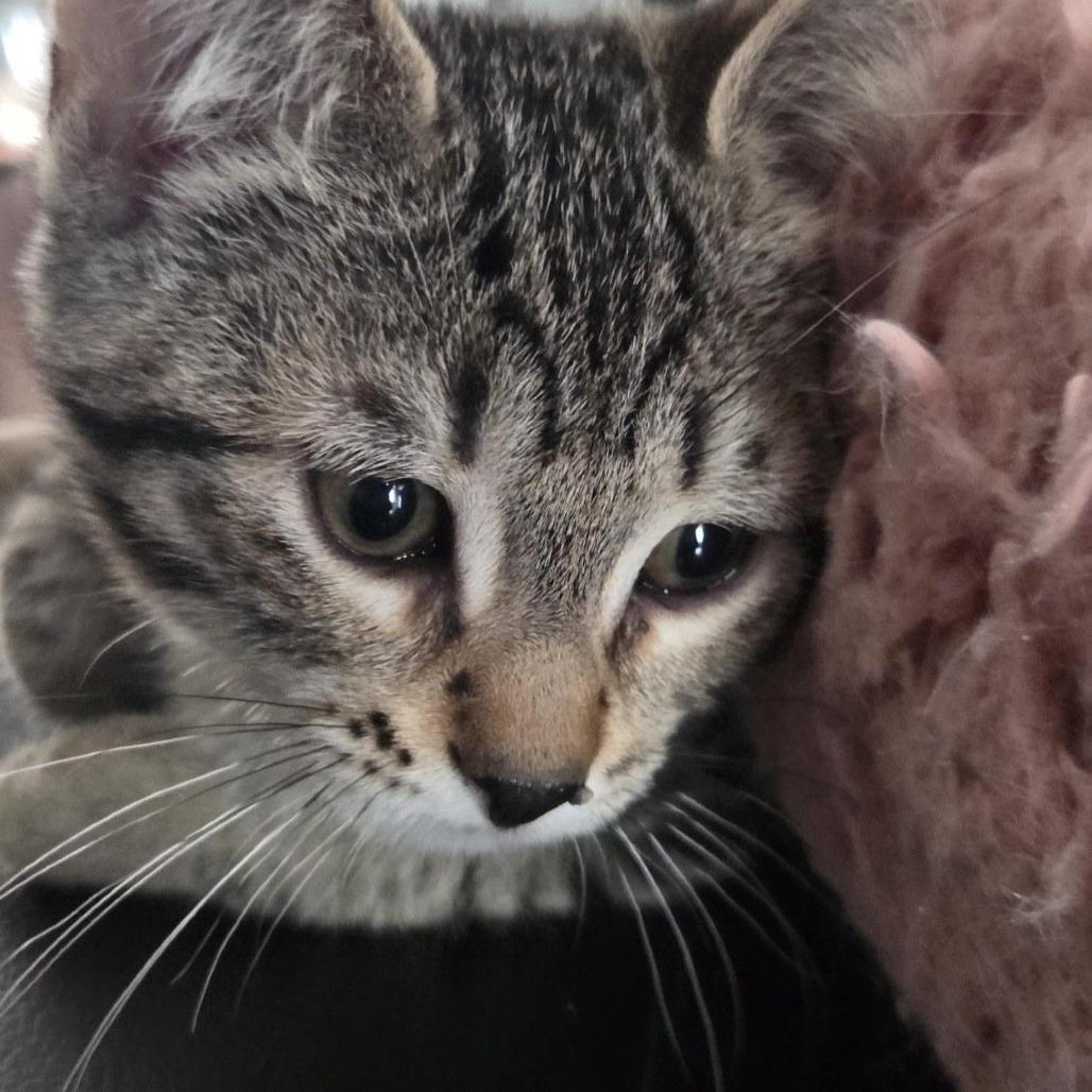 Humphrey Bogart, a Adoptable Domestic Short Hair in Skokie, IL image 6/6