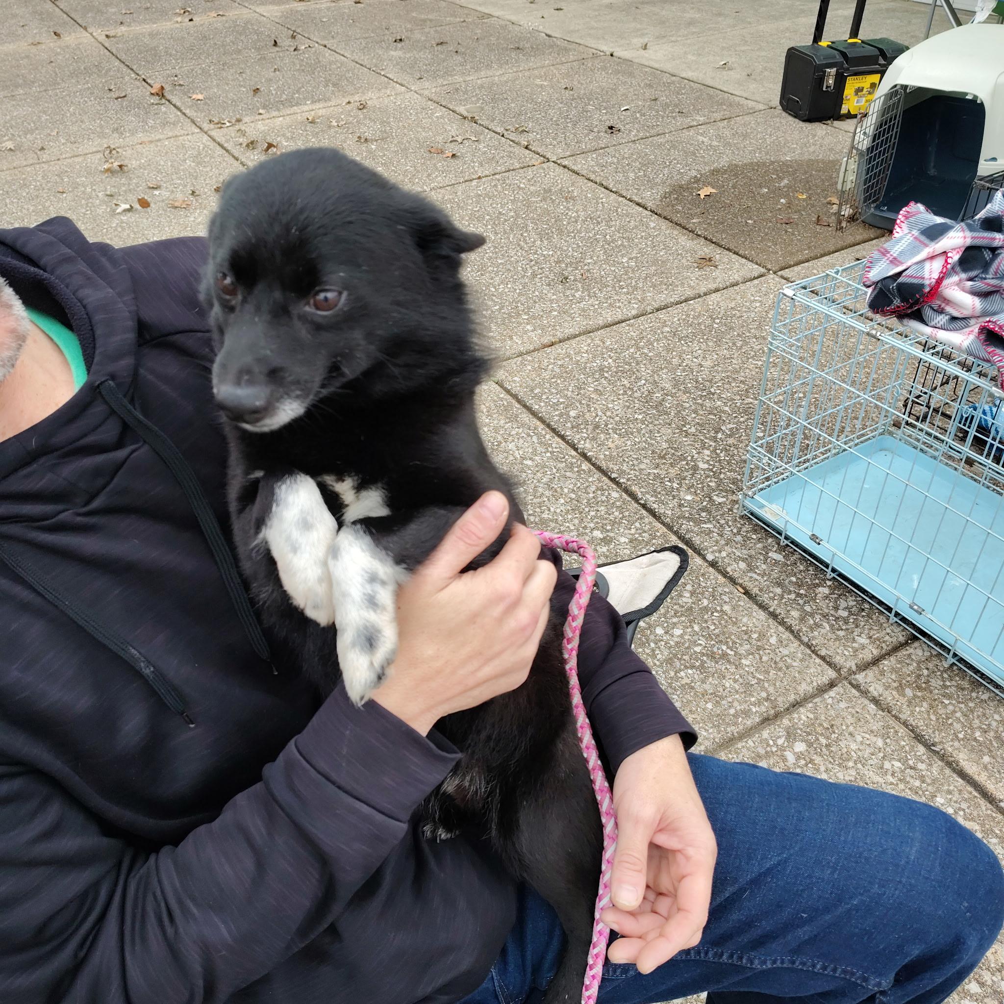 Enlarge BlackJack, a ADOPTABLE mixed breed in Evansville, IN image 1/1