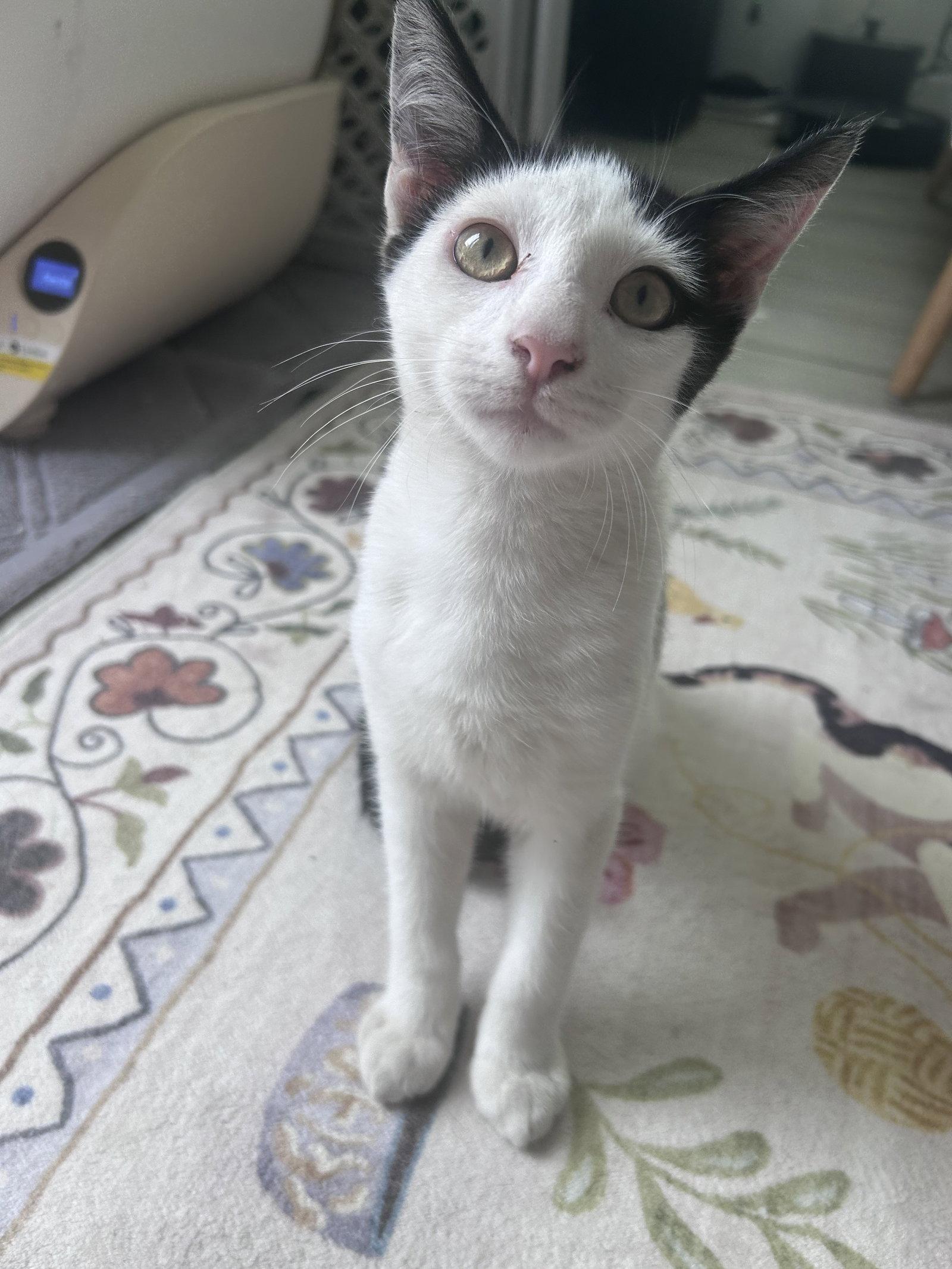 ZZ    Muffins, Adoptable, Young Male Domestic Short Hair.