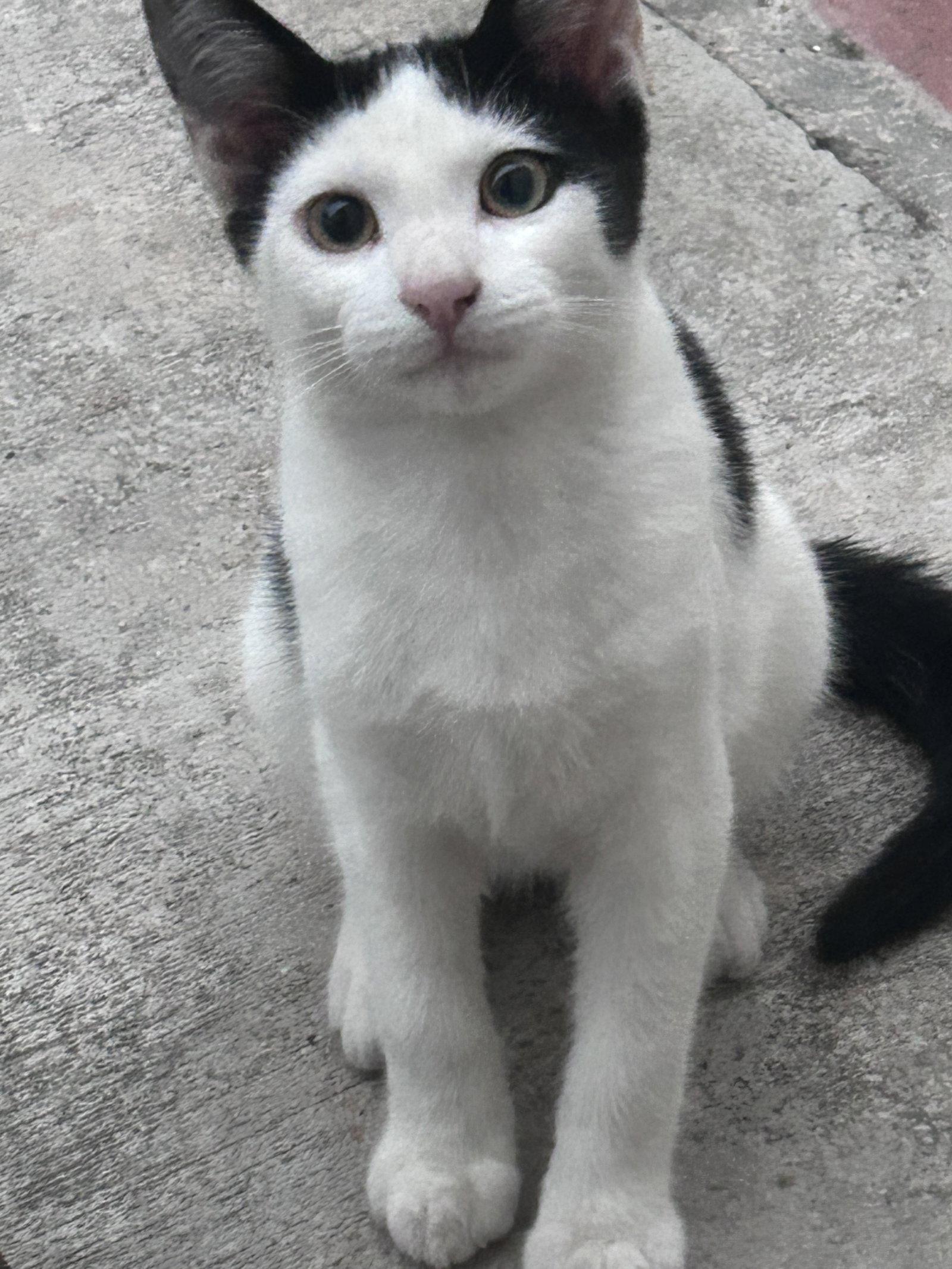 Enlarge ZZ    Muffins, a Adoptable Domestic Short Hair in Seal Beach, CA image 2/2