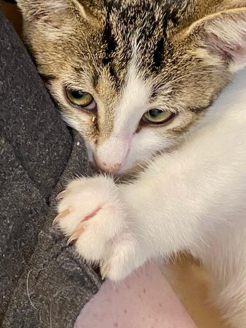 Sweet Pea, a Adoptable Tabby in Chino valley, AZ image 4/6