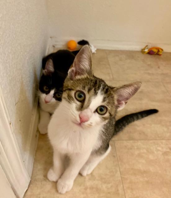 Sweet Pea, a Adoptable Tabby in Chino valley, AZ image 5/6