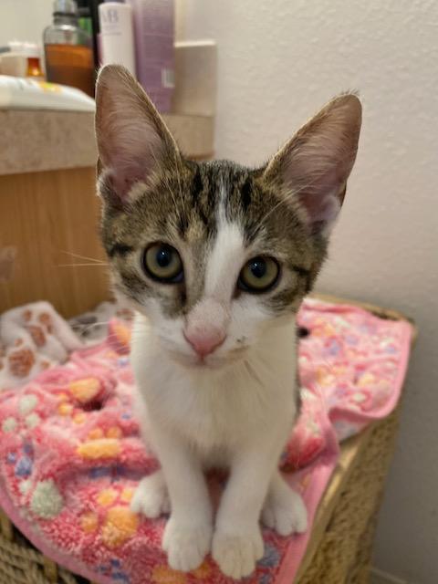 Sweet Pea, a Adoptable Tabby in Chino valley, AZ image 2/6