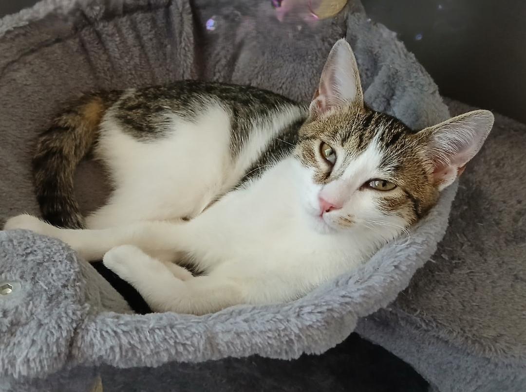 Sweet Pea, a Adoptable Tabby in Chino valley, AZ image 1/6