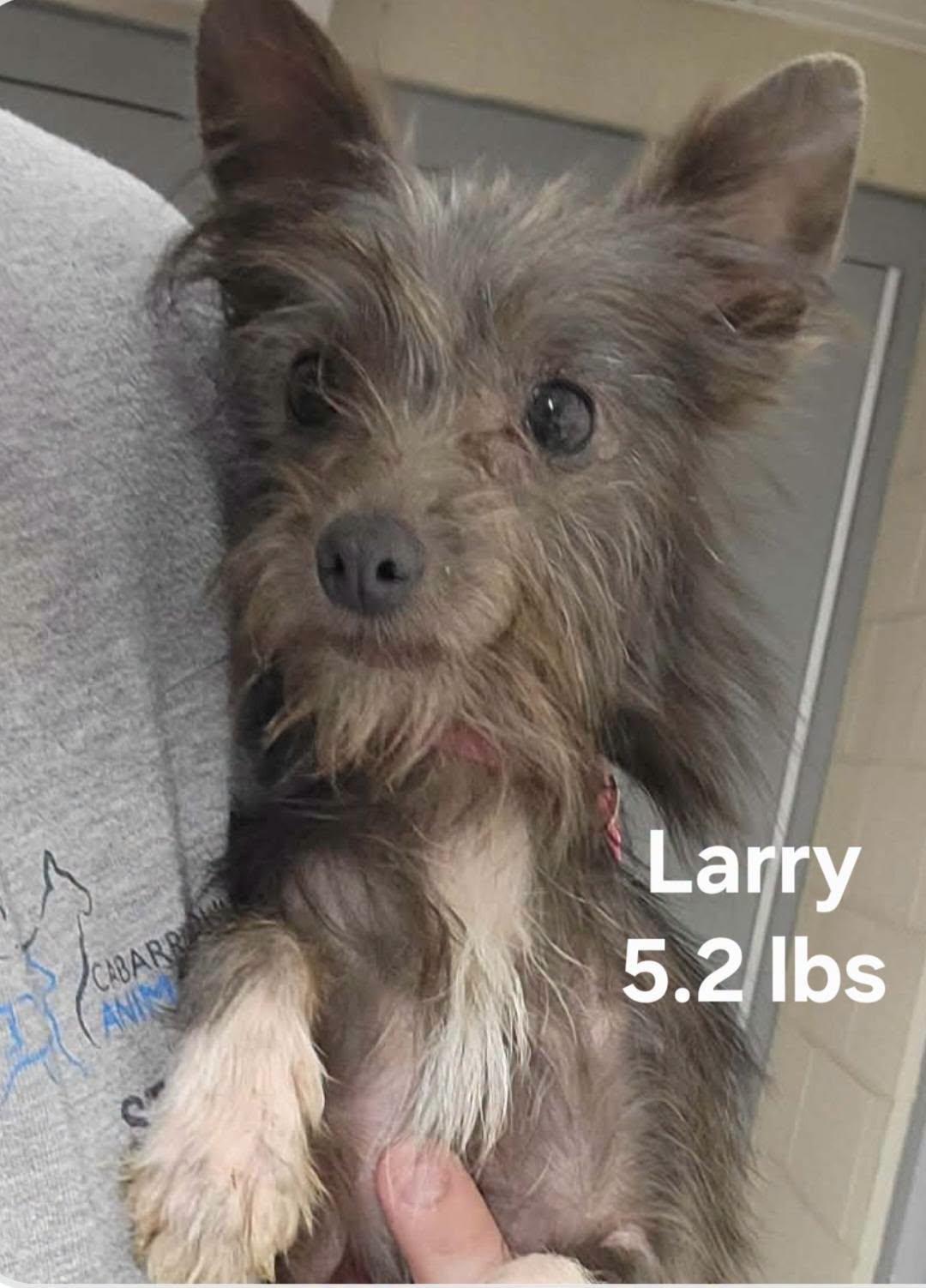 Larry, Adoptable, Young Male Yorkshire Terrier.