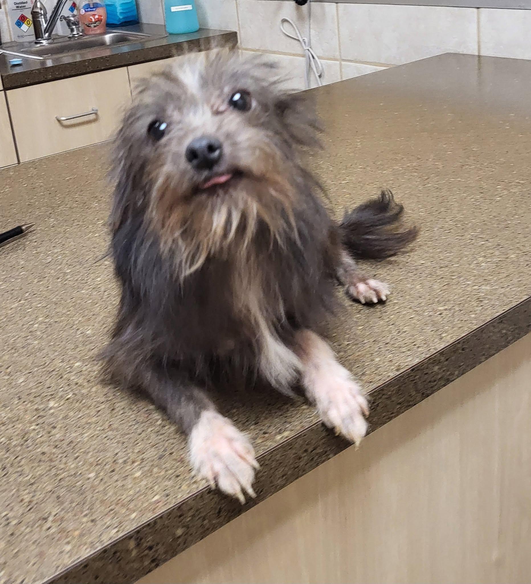 Enlarge Larry, a Adoptable mixed breed in Salisbury, NC image 2/3
