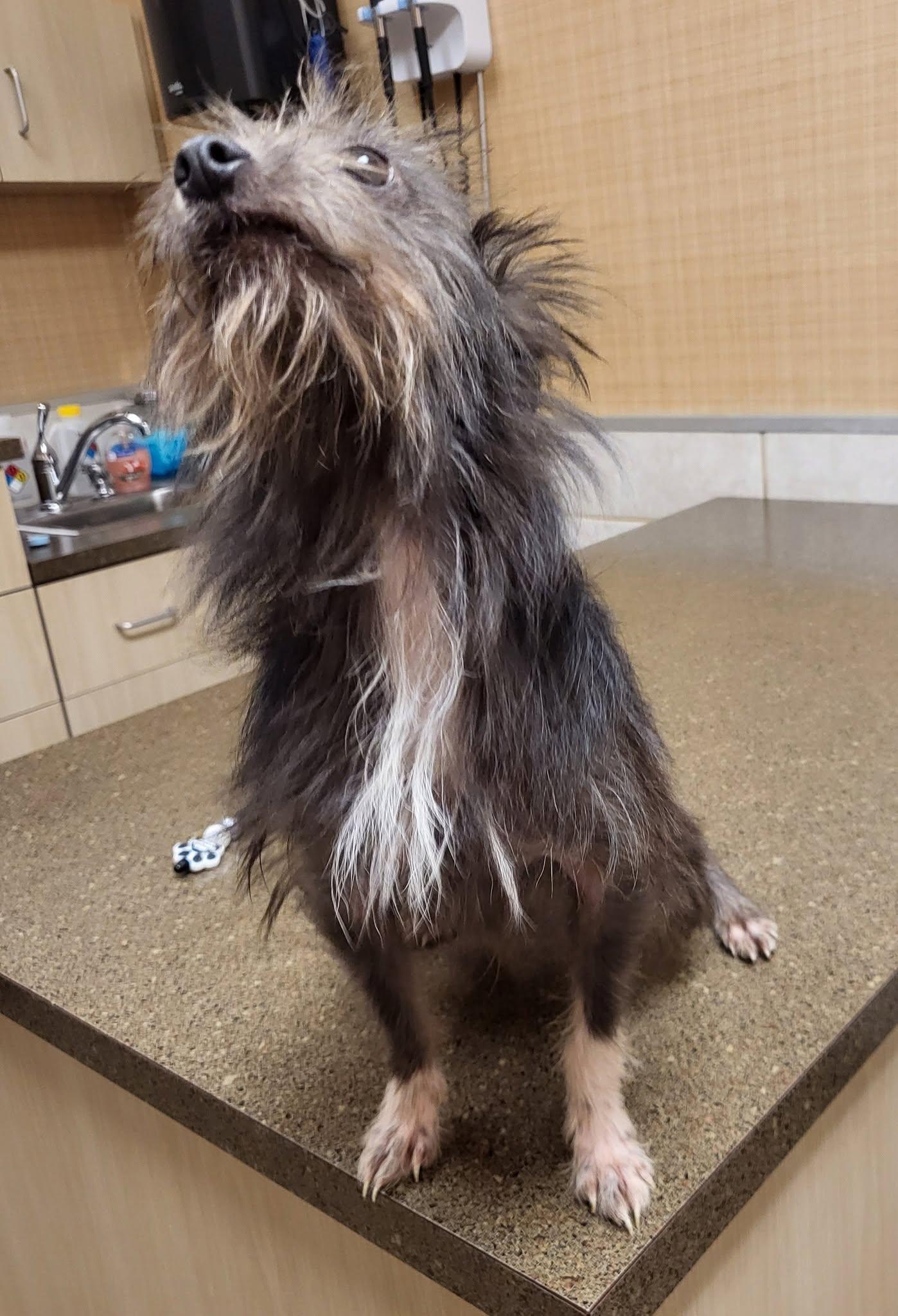 Enlarge Larry, a Adoptable mixed breed in Salisbury, NC image 3/3