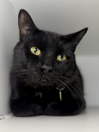 Enlarge Phantom, a Adoptable mixed breed in Columbus, OH image 1/1