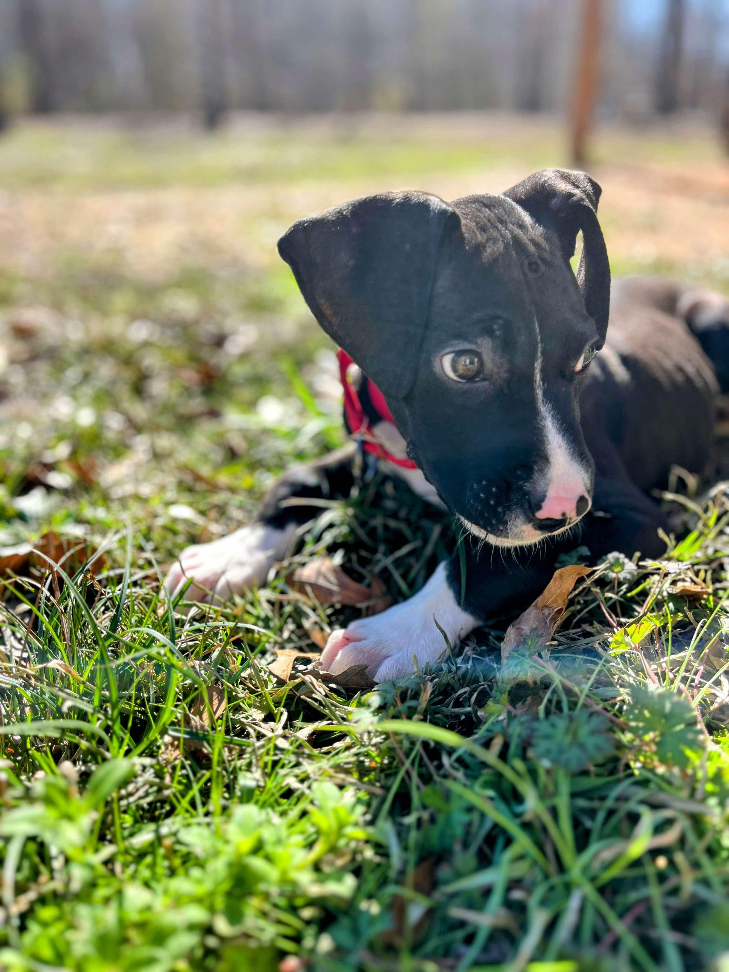 Enlarge Casey, a Adoptable mixed breed in Manalapan, NJ image 1/5