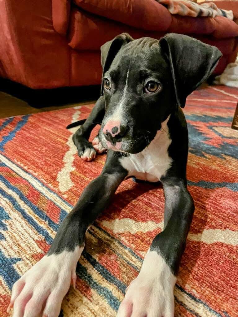 Enlarge Casey, a Adoptable mixed breed in Manalapan, NJ image 2/5