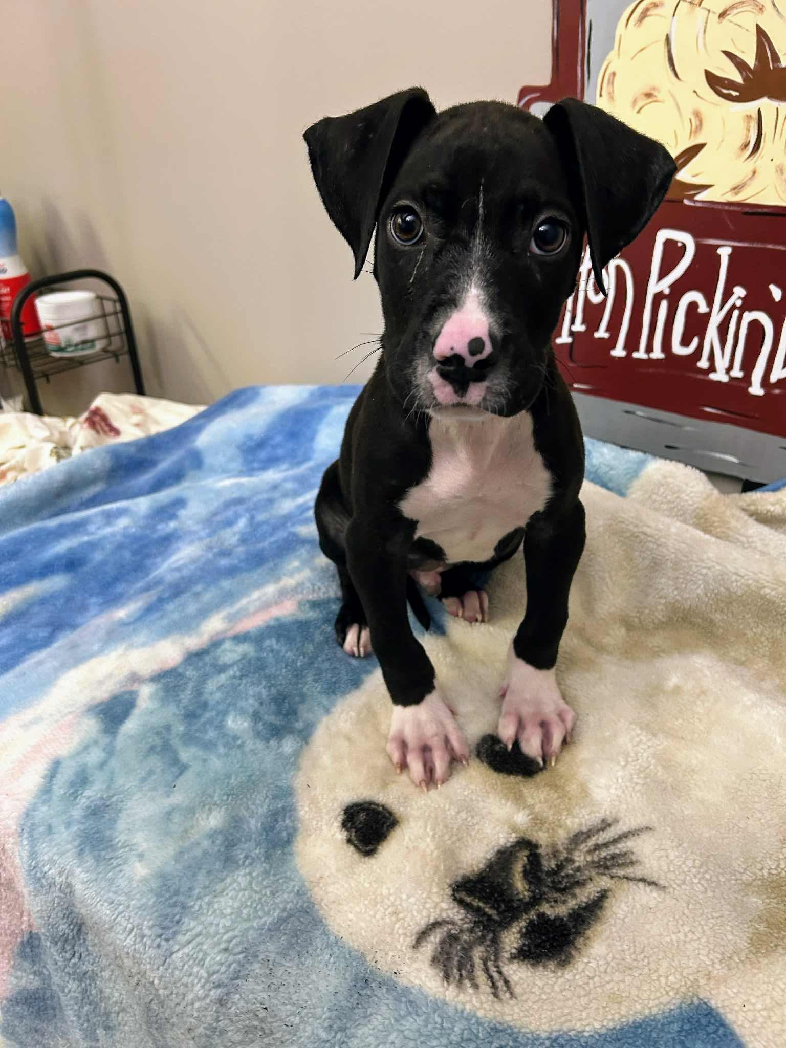 Enlarge Casey, a Adoptable mixed breed in Manalapan, NJ image 3/5