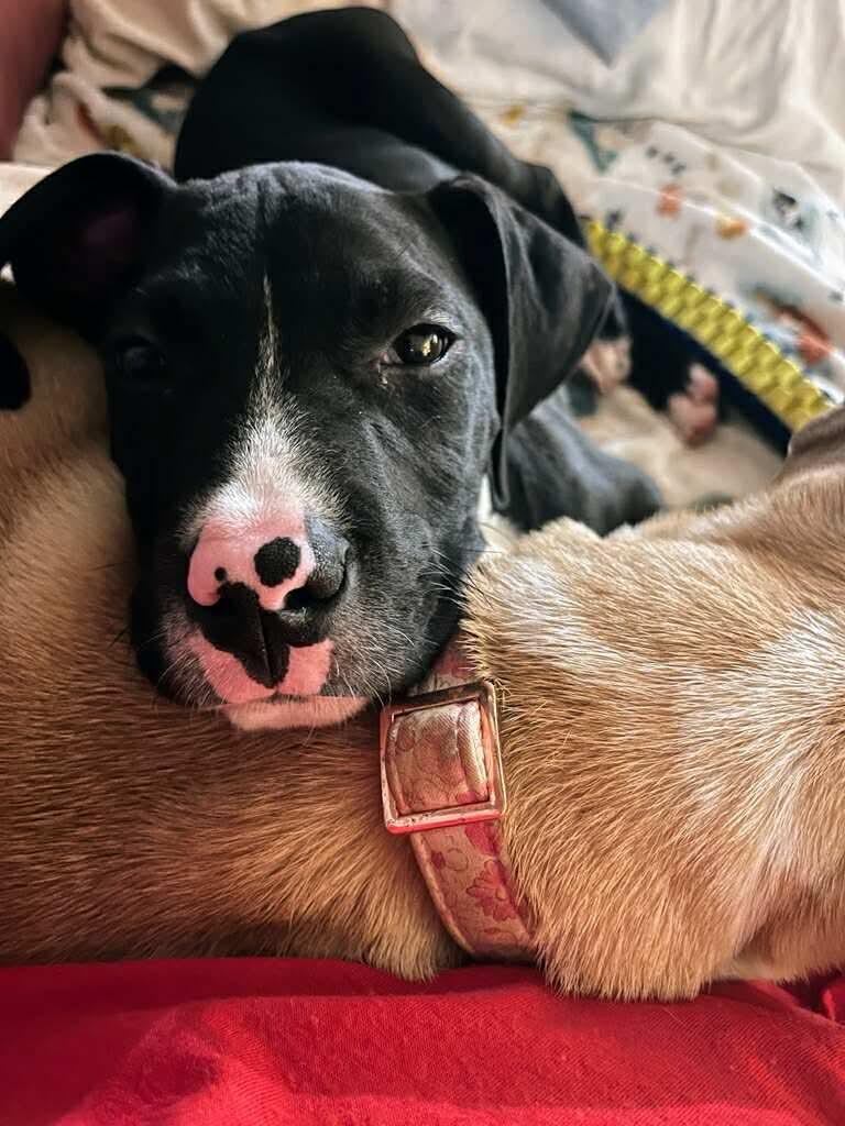 Enlarge Casey, a Adoptable mixed breed in Manalapan, NJ image 4/5