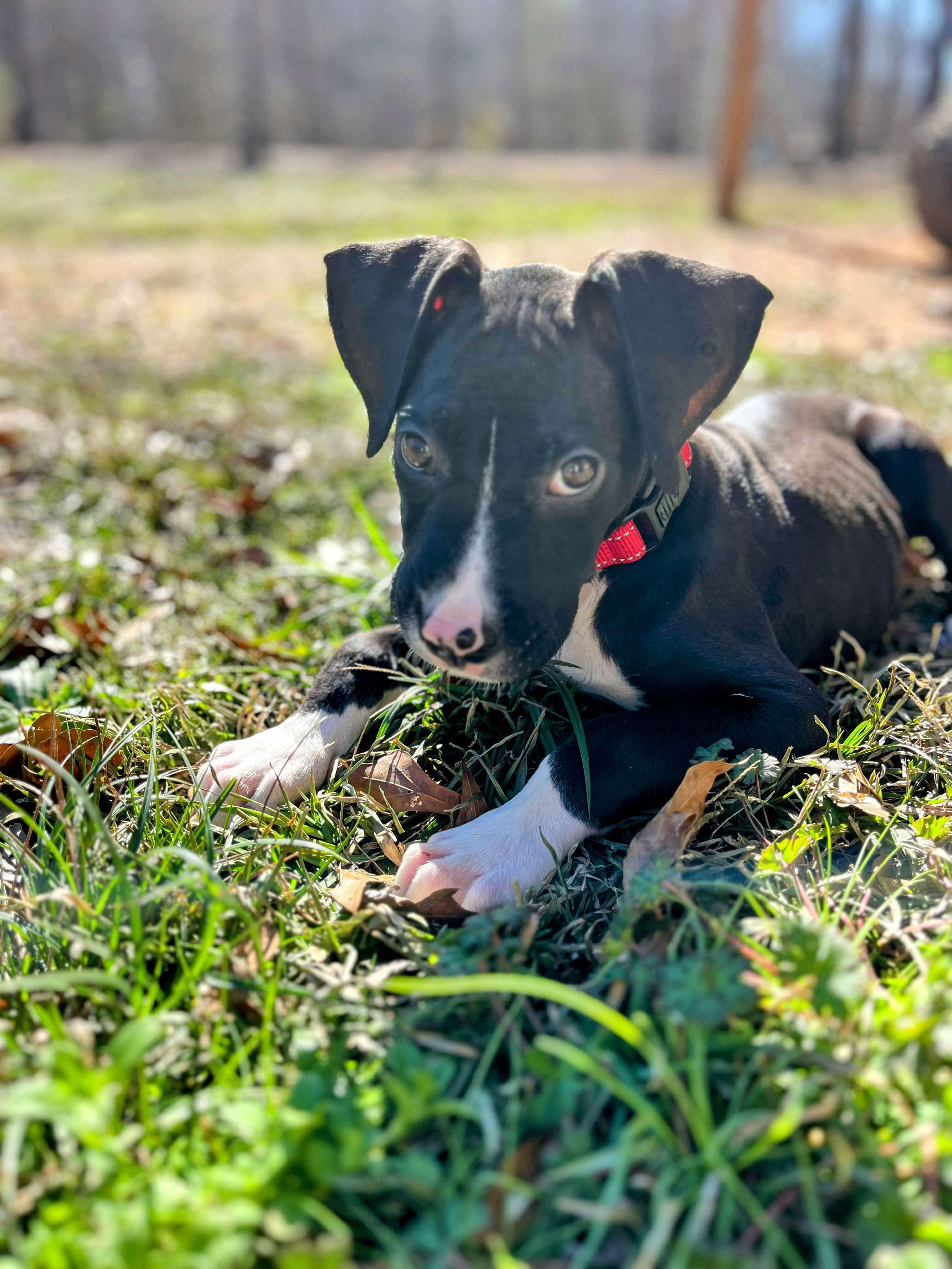 Enlarge Casey, a Adoptable mixed breed in Manalapan, NJ image 5/5