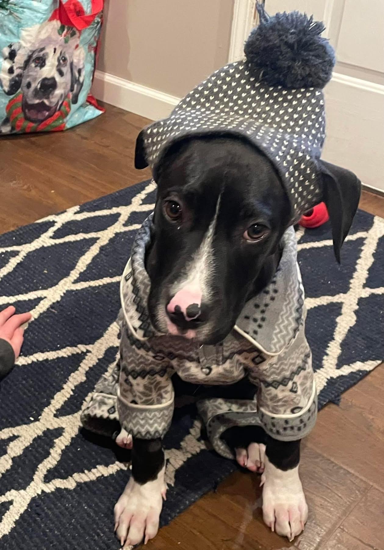 Kacey, adopted, Puppy Male Mixed Breed & Catahoula Leopard Dog.