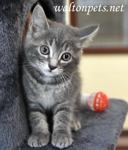 Callie #19853, Baby Female unknown