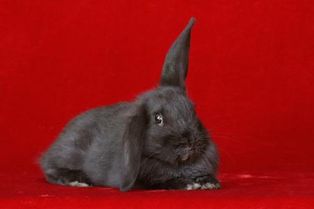 Enlarge Sylvi, a Adoptable Bunny Rabbit in Scotts Valley, CA image 2/3