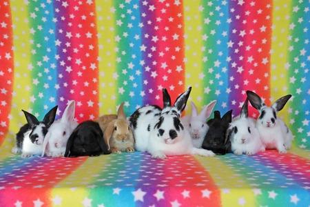 Enlarge Sylvi, a Adoptable Bunny Rabbit in Scotts Valley, CA image 3/3